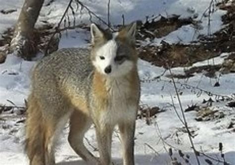 Gray Fox Faithful Foxes