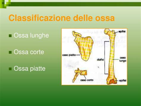 PPT Apparato Locomotore Anatomia Fisiologia E Prevenzione Dei