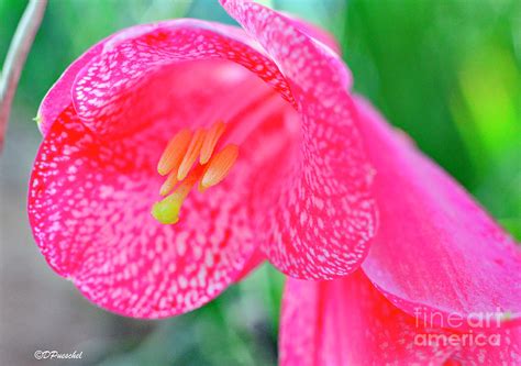 Chilean Bellflower Photograph by Debby Pueschel - Fine Art America