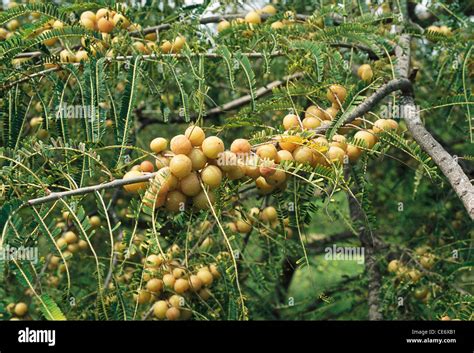 Arbre amla phyllanthus emblica emblématique myrobalan emblématique