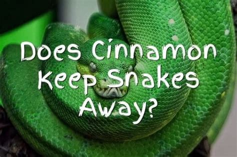 Does Cinnamon Keep Snakes Away Fauna Facts