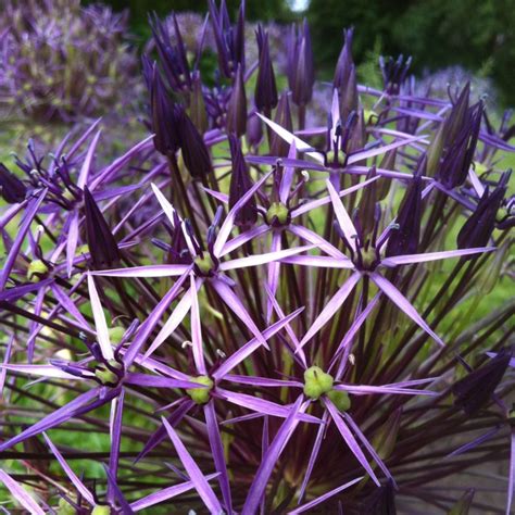 Rhs Wisley Allium Christophii