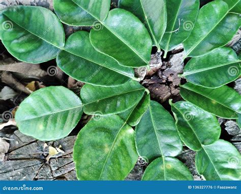 Citrus Aurantifolia Leaf Stock Photo Image Of Species 136327776