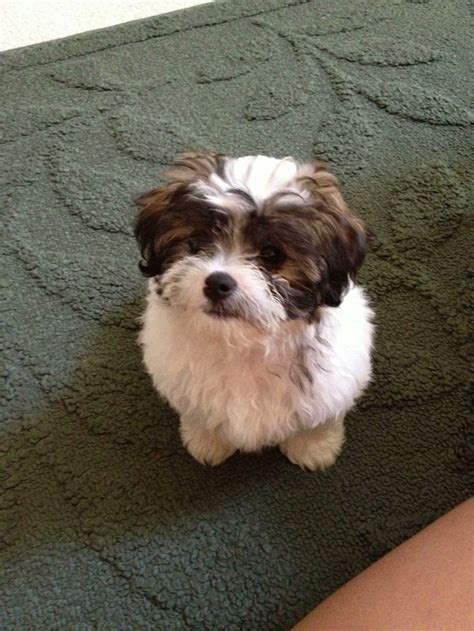 Havanese Shih Tzu Mix Cuteness That Deserves Its Own Board Pinter…