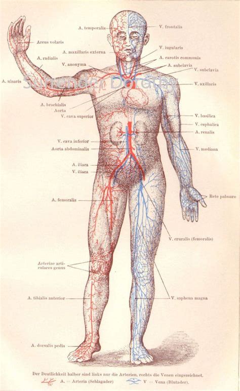 Human Anatomy Heart Circulatory System Vintage Edwardian Medical Chart