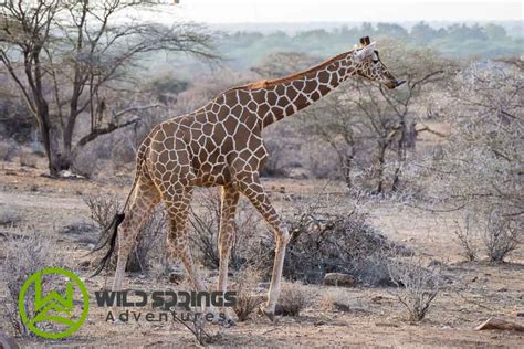 Samburu Wildlife- The Samburu Special Five