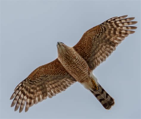 Hawk flying straight overhead [OC] (2296x1950) : r/wildlifephotography