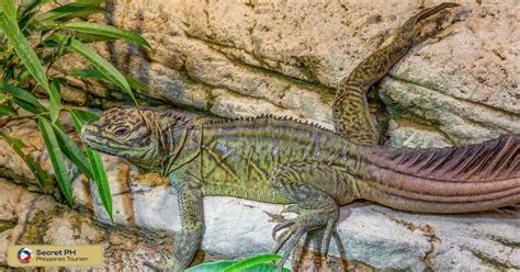 Philippine Sailfin Lizard The Giant Lizard Of The Philippine Islands