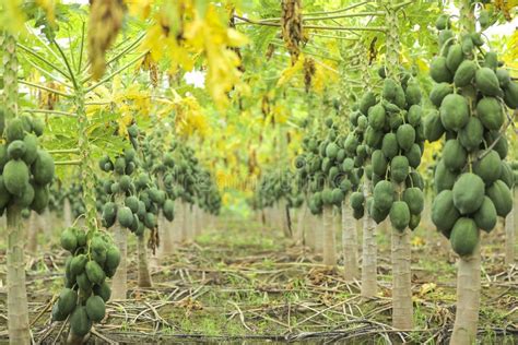 Papaya Fruit on Papaya Tree in Farm Stock Photo - Image of leaf ...