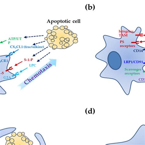 Roles Of Apoptotic Cell Clearance In Organogenesis A During Mammary