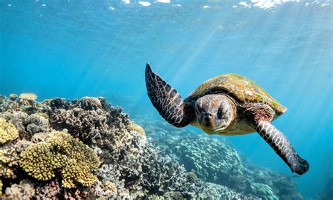 Reintroduction of green turtles has been a success in the Cayman