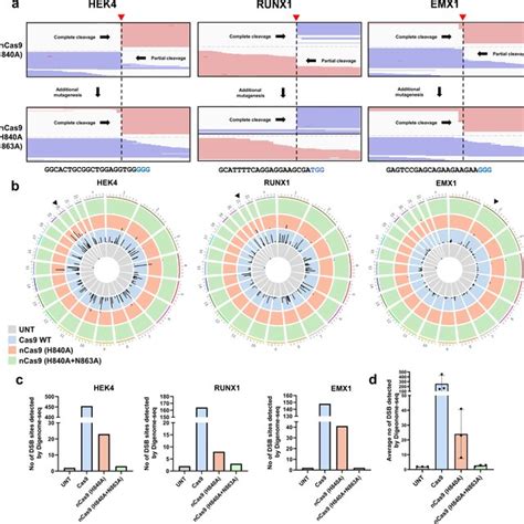 Target Strand Cleavage Catalyzed By Ncas H A Can Be Reduced By An