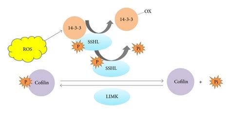 Regulation Of Slingshot Cofilin Pathway By Reactive Oxygen Specious In