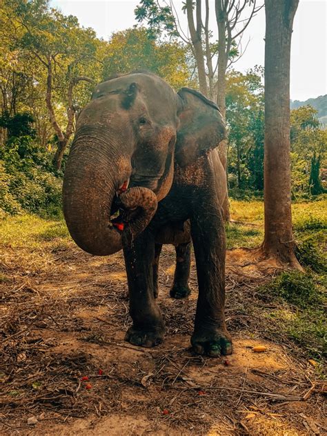 Visit This Truly Ethical Elephant Sanctuary In Phuket Thailand