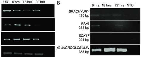 Rt Pcr Gel Images Of Pluripotency Associated Genes And Lineage Specific