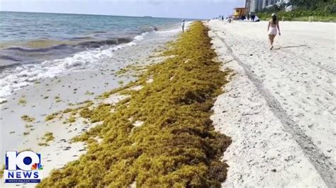 Huge Seaweed Blob Starts To Hit Florida Beaches YouTube