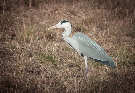 Le Héron Cendré Ardea Cinerea Connaissances Faune