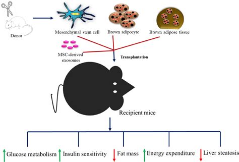 The Application Of Stem Cell Therapy And Brown Adipose Tissue