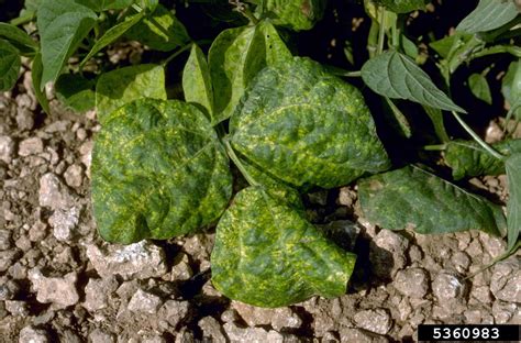 Bean Golden Mosaic Virus Bgmv Begomovirus Bean Golden Mosaic Virus