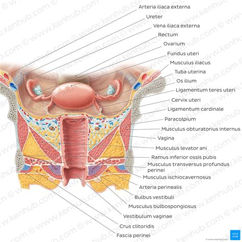 Vulva Anatomie Strukturen Funktion Kenhub