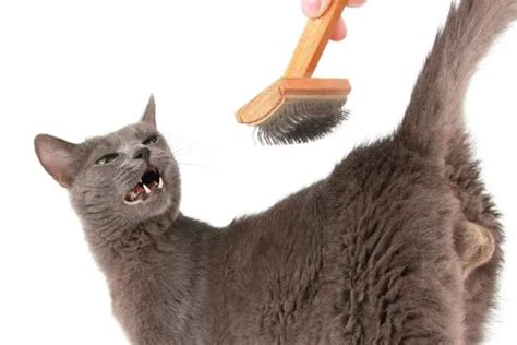 Why Do Cats Gag At The Sound Of A Comb Crittertips