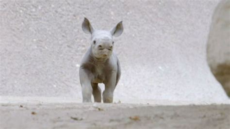 San Diego Zoo welcomes baby rhinoceros | abc7chicago.com