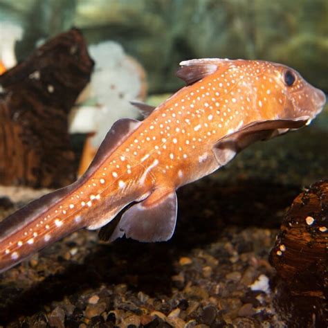 Spotted Ratfish - Georgia Aquarium