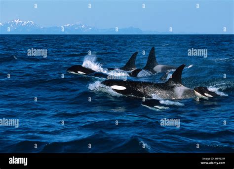 Orca (Orcinus orca) pod surfacing, Kenai Fjords National Park, Alaska ...