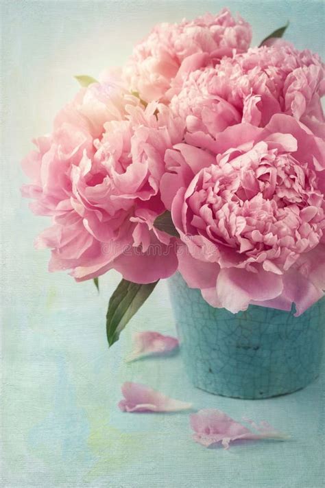 Pink Peonies In Vase Stock Photo Image Of Cream Huge 24271352