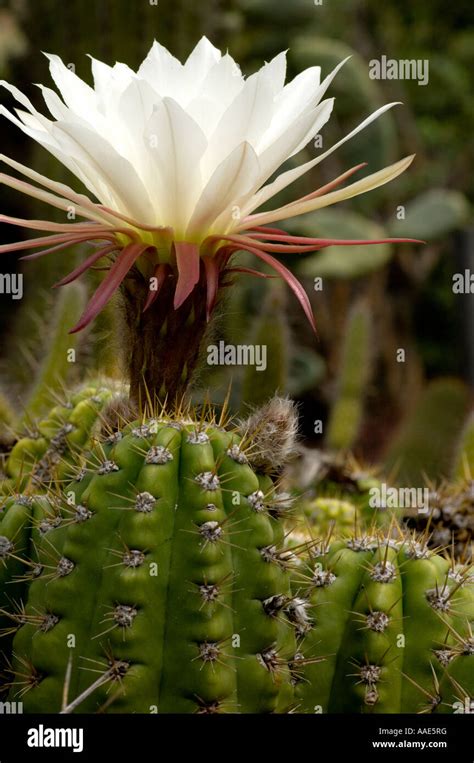 White Flowering Cactus Stock Photo Alamy