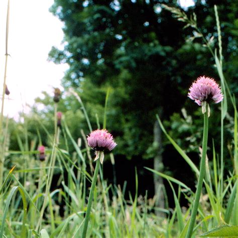 Allium Schoenoprasum L Schnittlauch Chives Allium Schoeno Flickr