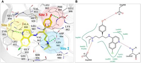 Frontiers A Novel Selective JAK2 Inhibitor Identified Using