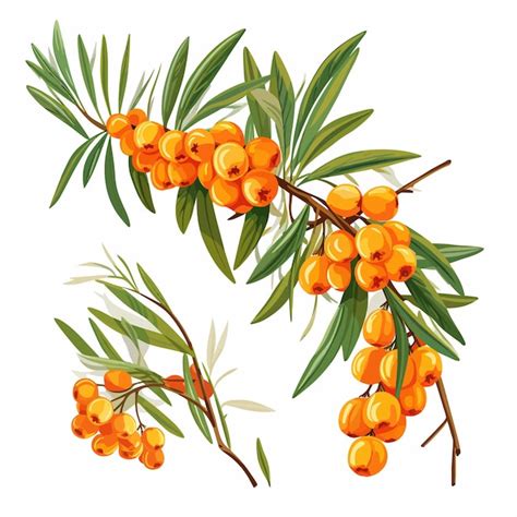 Premium Vector Sea Buckthorn Elements Leaves And Orange Berries