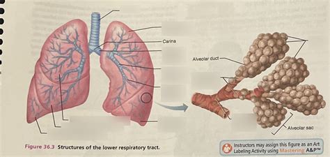 Structures Of Lower Respiratory Tract Diagram Quizlet