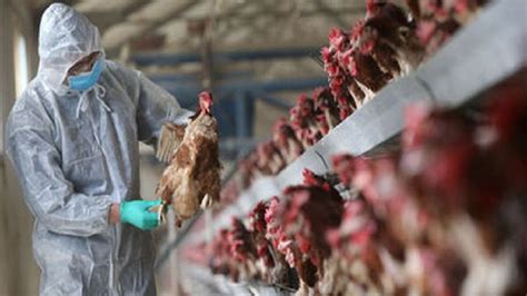 Bird Flu Hits Kozhikode Over 200 Chickens Die High Alert In Kerala