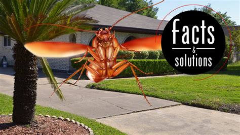 How to Get Rid of Tree Roaches in the House and Outside - Cockroach Facts