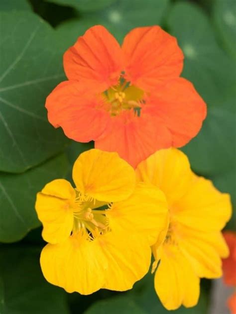 Guide For Growing Nasturtiums Backyard Garden Lover