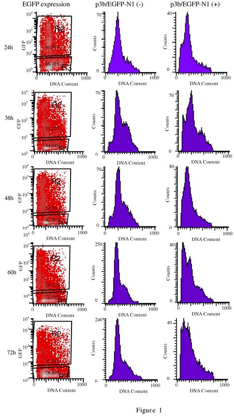 G0 G1 Arrest And Apoptosis Induced By SARS CoV 3b Protein In