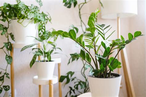 Les Plantes Qui Rapportent De L Argent Ces 3 Plantes Qui Selon