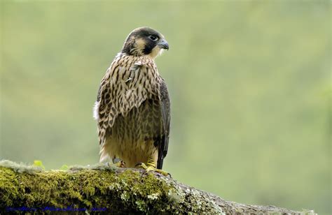 Juvenile Peregrine Juvenile Peregrine Taken Earlier This… Flickr