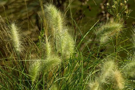 Plants Marsh - Free photo on Pixabay - Pixabay