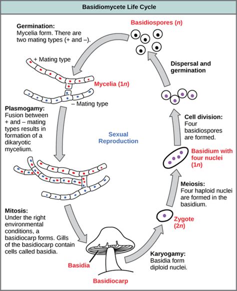 Life Cycle Basidiomycota