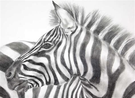 Zebra Pencil Drawing Images Pencildrawing2019