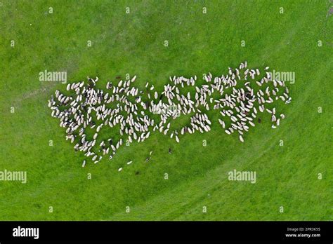 Aerial View Herd Sheep Hi Res Stock Photography And Images Alamy