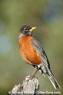 Wisconsin State Bird | American Robin