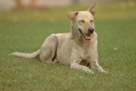 playful dog stock  images  backgrounds