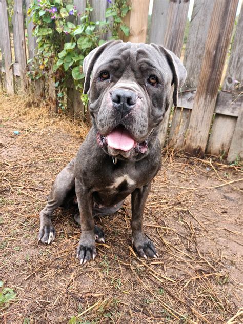 Neapolitan Mastiff Hercules