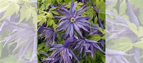 Клематисы княжики купить в Москве | Товары для дома и дачи | Авито