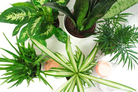 5 Plantes pour Purifier l Air Propriétés et Entretien With Emilie