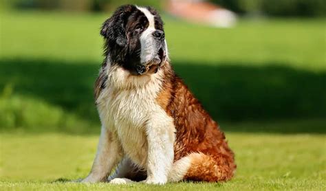 The Saint Bernard All You Need To Know About This Friendly Dog K9 Web